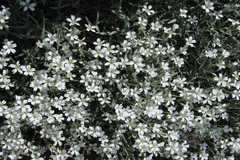 Minuartia kashmirica